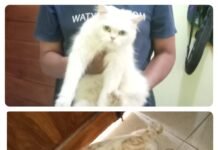 Ajibbnya Hewan Peliharaan