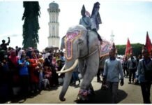 Gajah Putih Simbol Kejayaan Sebuah Negeri