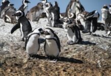 Penguin Dalam Bahaya: Dua NGO Menuntut Menteri LH Afrika Selatan ke pengadilan