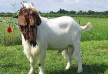 Sejenak Merenung Makna Hari Raya Idul Adha Sambil Menikmati Sate Hewan Qurban