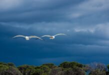 Sarinande, Mata Airku