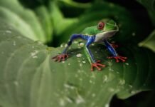 Sluman-slumun Ora (tidak) Slamet, Ala Fufufafa Berusaha Membohongi Publik