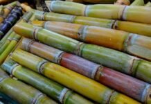 Tebu Manis Demokrasi