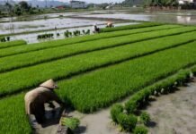 Proyek ‘Cetak Sawah’ Food Estate Mencerminkan Program Putus Asa