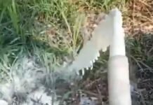 Sikap YLKI terhadap Kebijakan Kuota Susu Lokal oleh Pemerintah