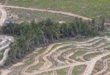 Jalan Sesat Food Estate