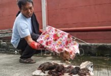 Sudah H+10 Teror nDhas Babi dan 6 Tikus Tanpa nDhas Belum Terungkap? Terwelu