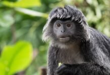 Korelasi antara Pidato Bisu Fufufafa, Film Loetoeng Kesaroeng, Anoman Obong dan Petruk dadi Ratu