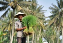 Produksi Beras Melimpah, Haris Rusly Nilai Prabowo Berhasil Bangun Kemandirian Pangan di Tengah Guncangan Global