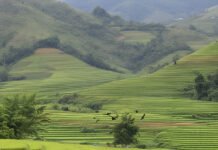 Subuh di Wanalestari