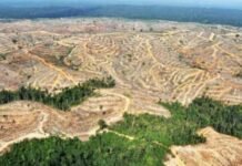 Momentum Revitalisasi Kebijakan Kehutanan