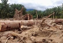 Balada Pasar Bebas Gelondongan