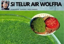 Si Telur Air Wolffia