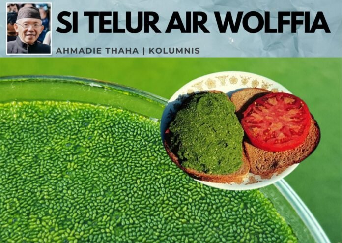 telur wolfiia.jpg
