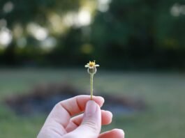 Demokrasi Sebagai Tata Kelola