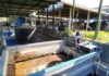 Tiga Dekade Perjuangan Koperasi Produsen Susu di Kuningan, Ekonomi Berdaya dan Inovasi Energi Surya