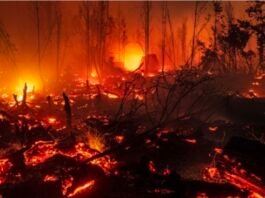 Kebakaran Hutan Indonesia